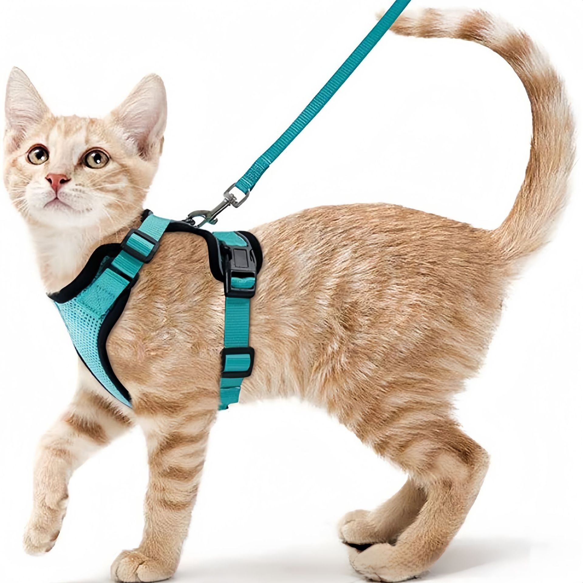Pet Supplies Amazon - Tali Dada Hewan Peliharaan Amazon, Tali
