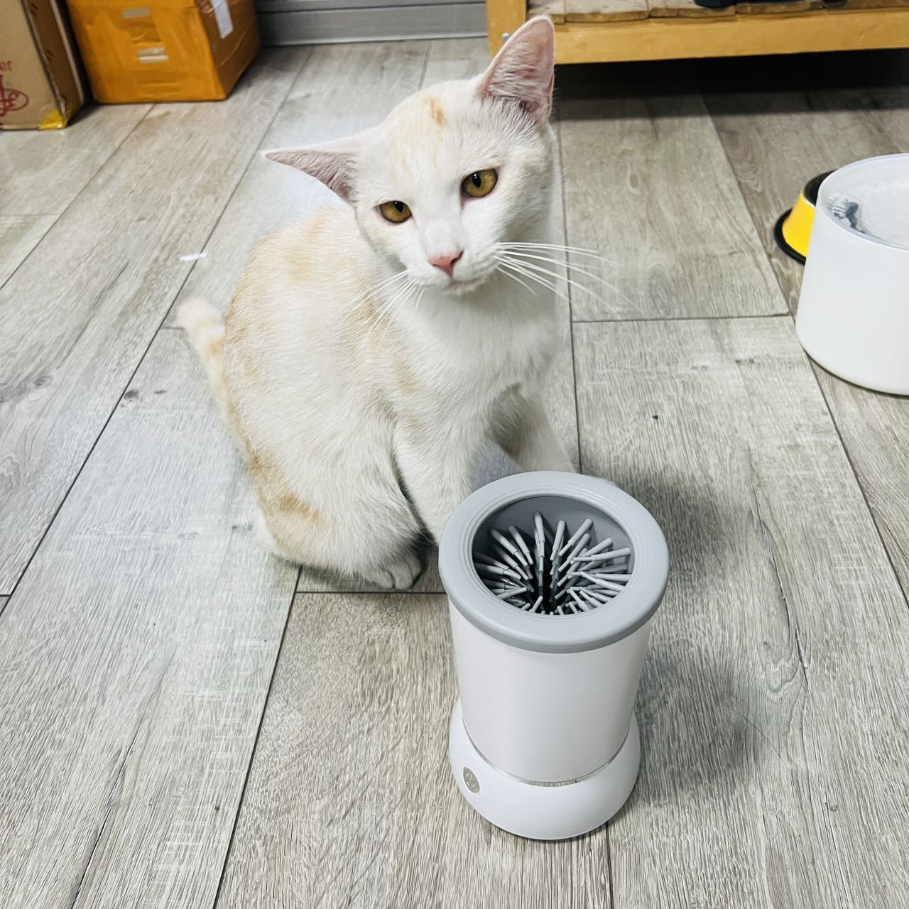 Alat Pembersih Cakar Hewan Pel - Dog Paw Cleaner ulasan dan harga