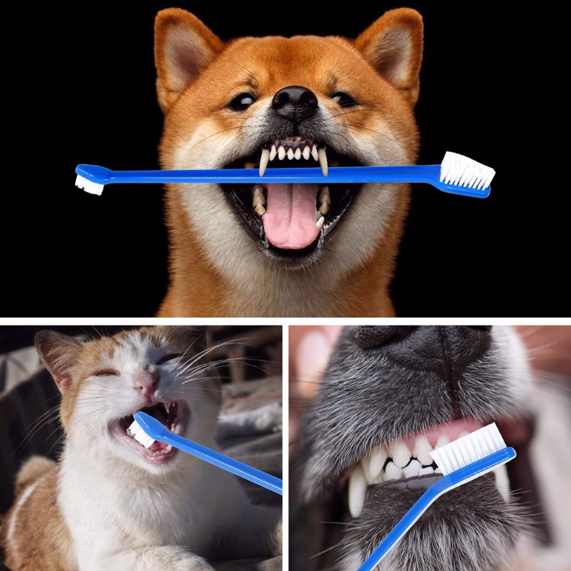 AB66-Alat Kebersihan Mulut Anj - Dog Paw Cleaner ulasan dan harga